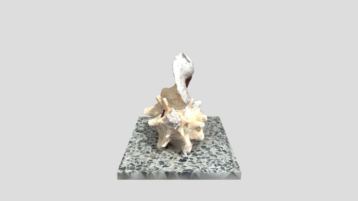 Queen Conch 3D Model