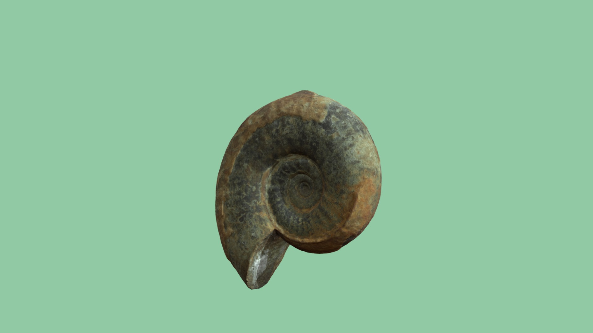 3D model Sonninia zitell - This is a 3D model of the Sonninia zitell. The 3D model is about a snail on a green background.