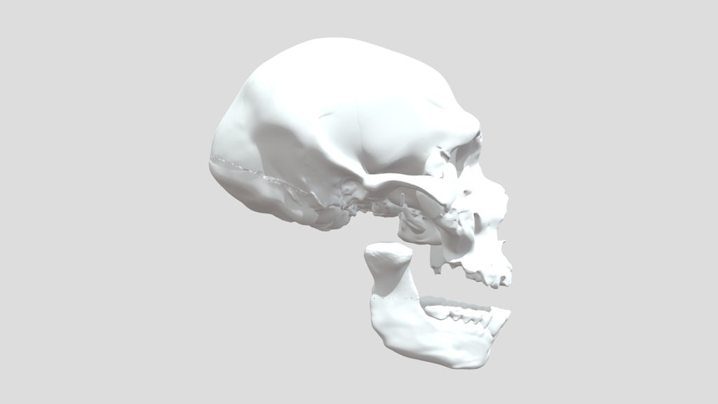 Neanderthal Skull