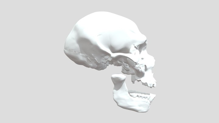 Neanderthal Skull – Kostenloses 3D-Modell STL