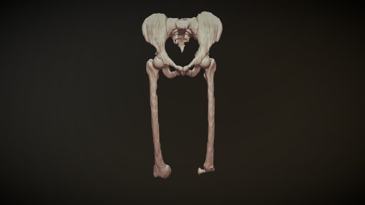 Femurs Project 3D Model