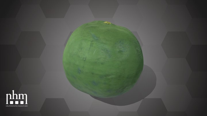Passion Fruit (NHMW-AFW-DING-0046-035)