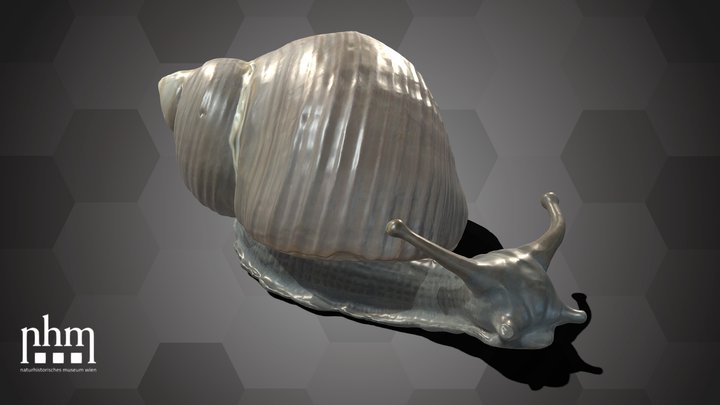 Snail paperweight (NHMW-ZOO-MO-0081100-ETH-073) – Kostenloses 3D-Modell STL
