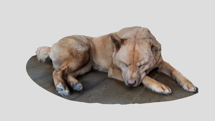 Arena La Chawnda sleeping Dog 3D Model