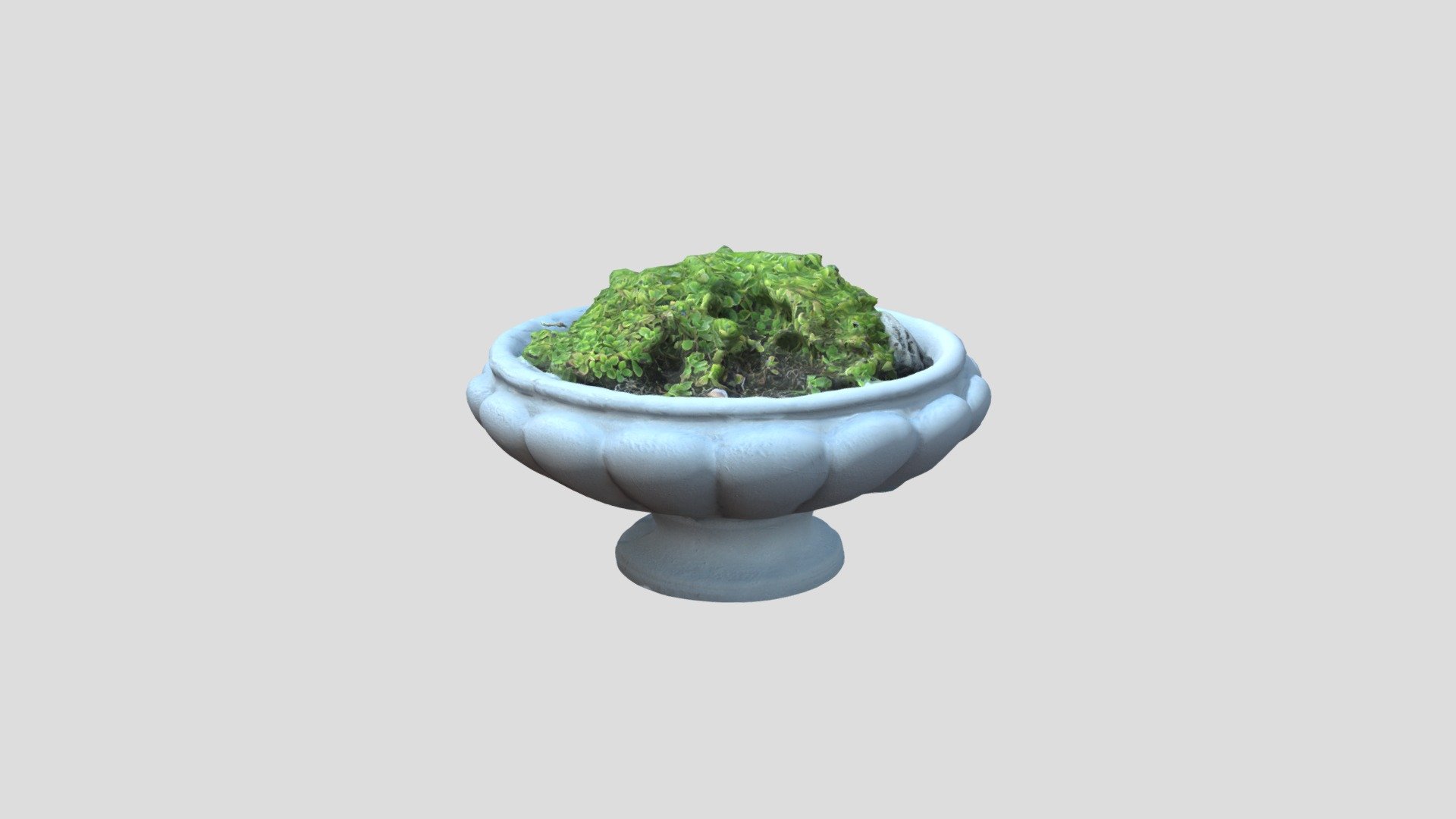 Ceramic Pot Of Floura