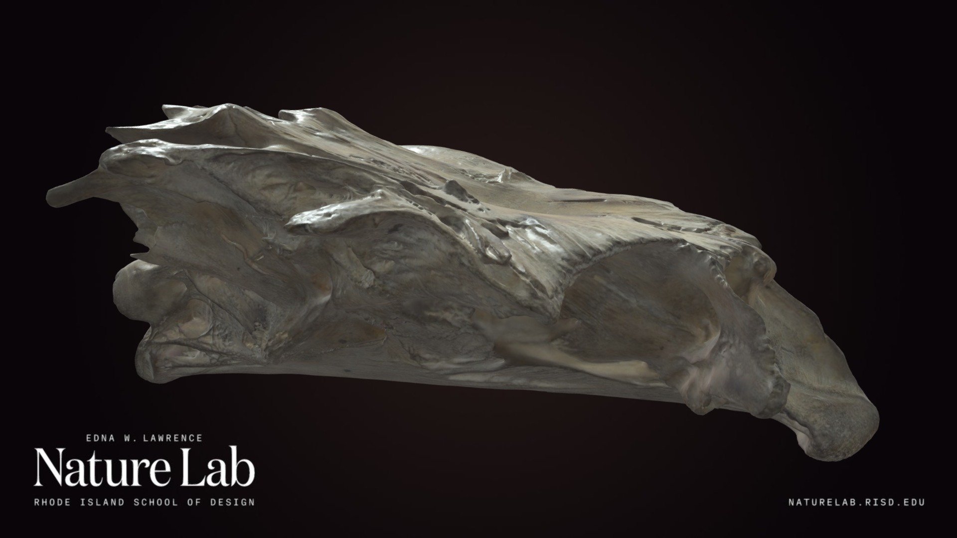 Partial Fish Skull