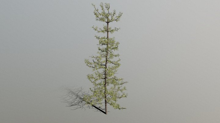 cedar