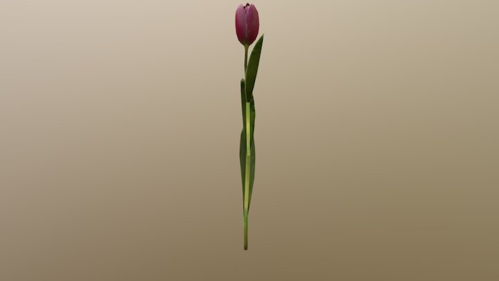 Tulp 3D Model