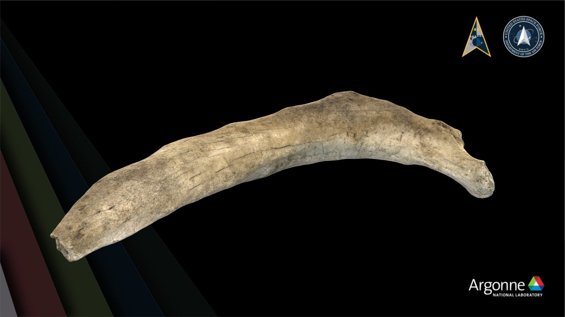 Fossilized Manatee Rib - 3D model by Argonne National Laboratory ...