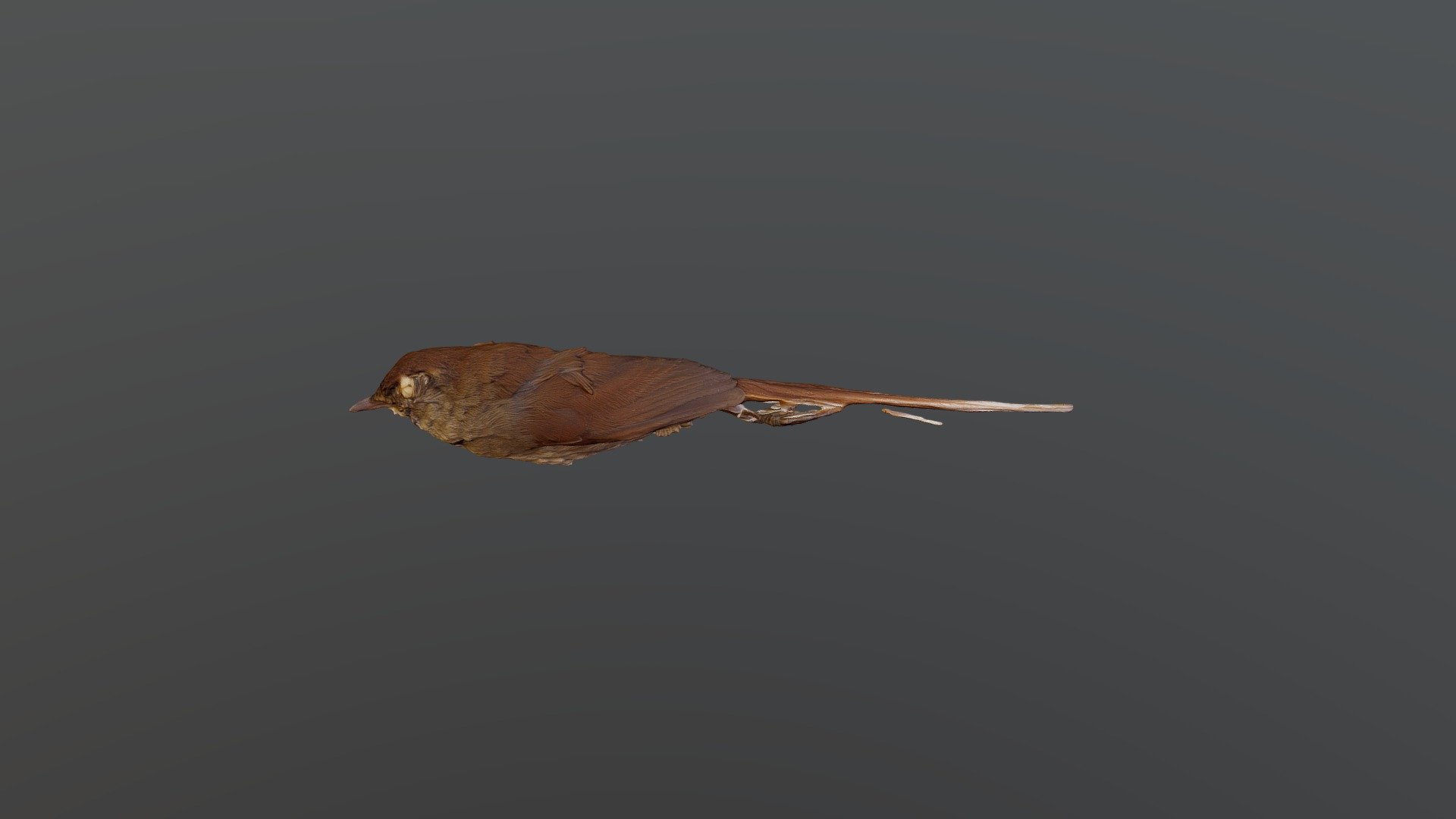 White-chinned Thistletail - Asthenes fuliginosa