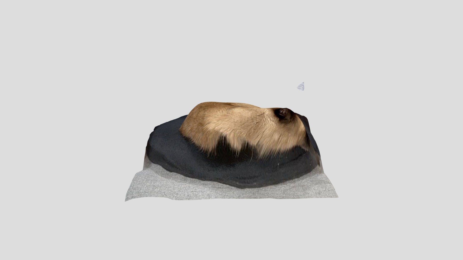 Sleeping kitty