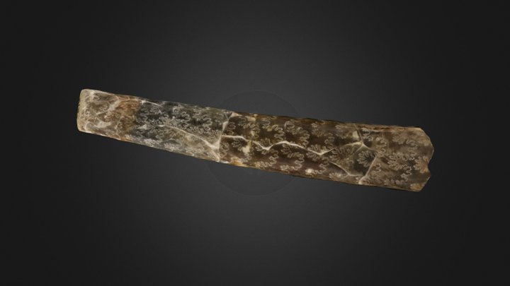 Cephalopod: Baculites compressus (PRI 44571) – Modelo 3D gratuito STL