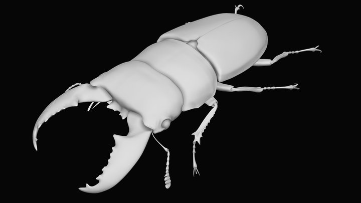 Stagbeetle 3D models - Sketchfab