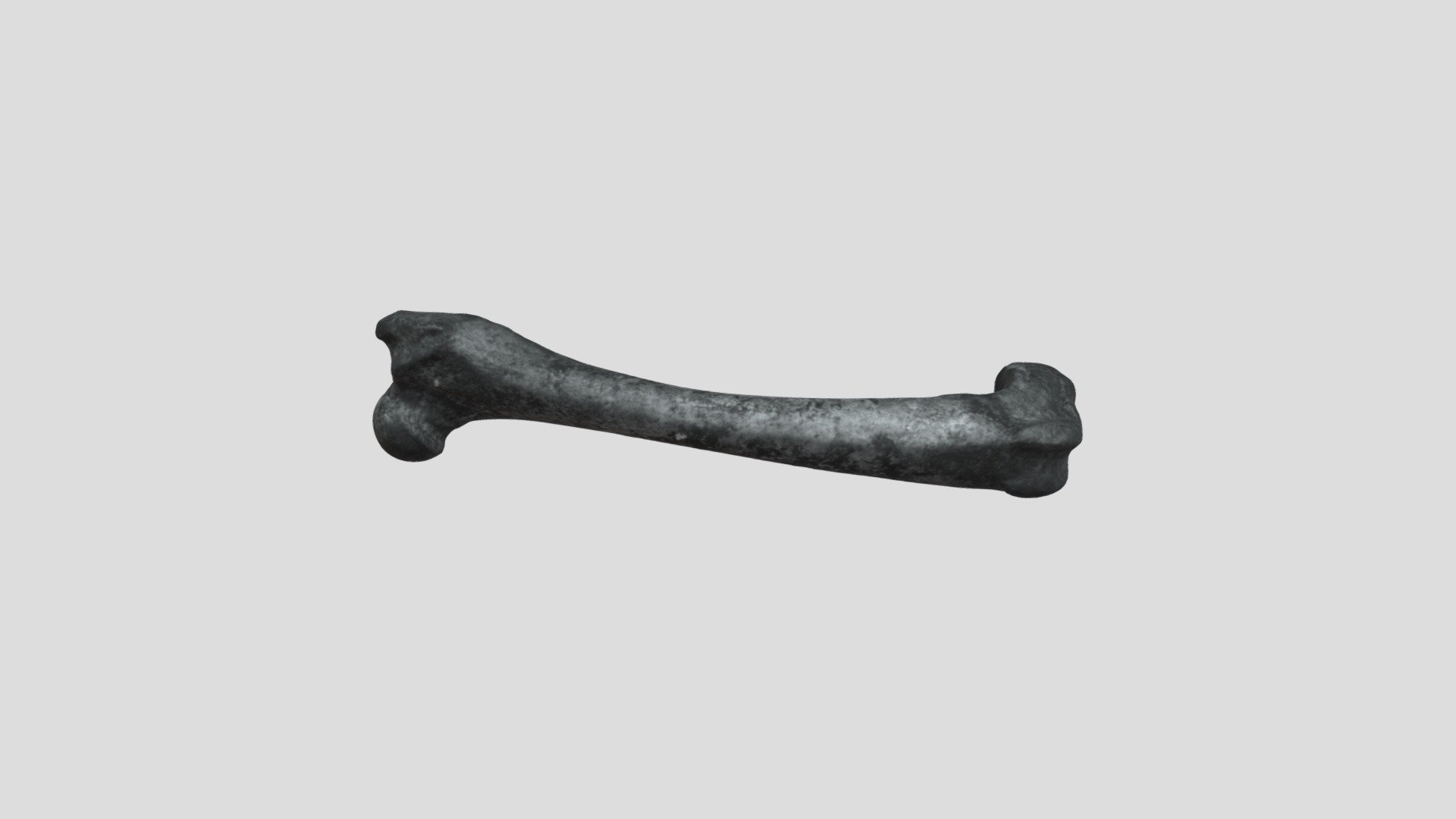DogLFemur copy