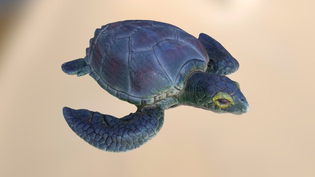 Sea Turtle Scan 3D Model