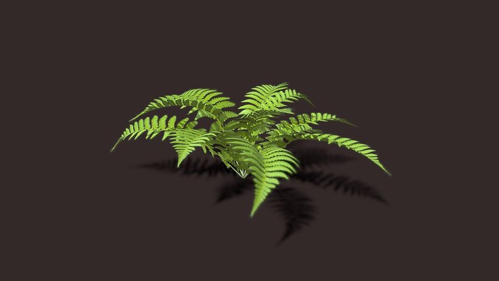 Fern - Bush - Outdoor Plant - Vegitation 3D Model