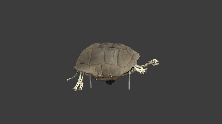 Geochelone carbonaria