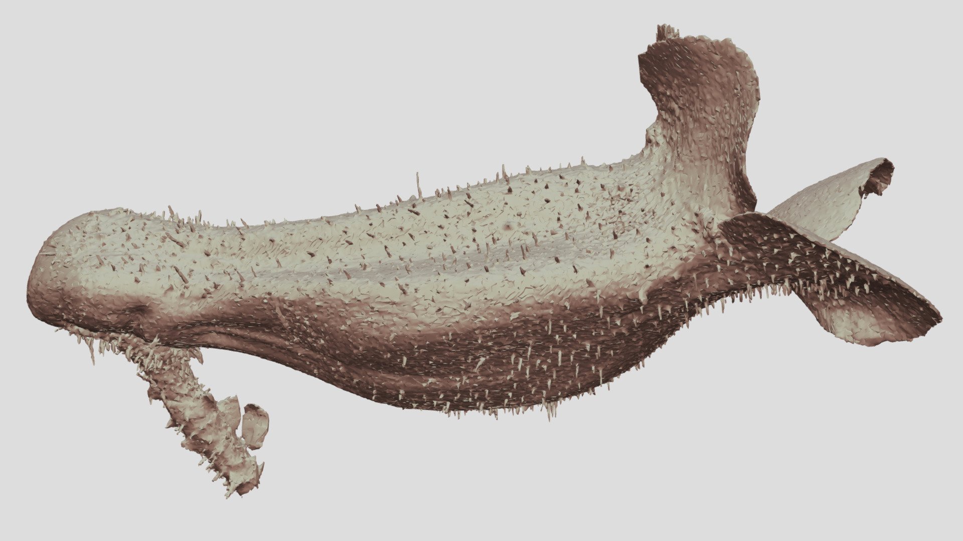 Sinningia richii corolla