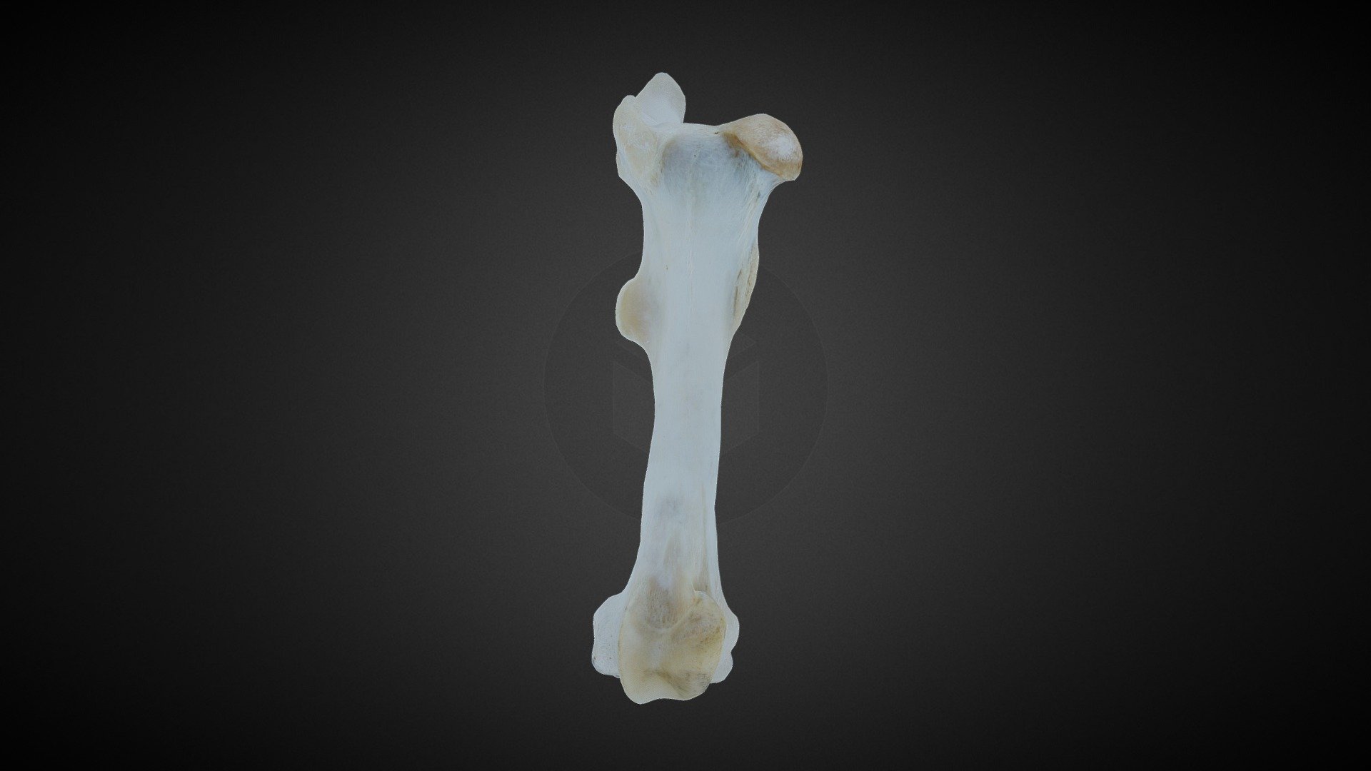 horse-femur-department-of-veterinary-pathology-3d-model-by