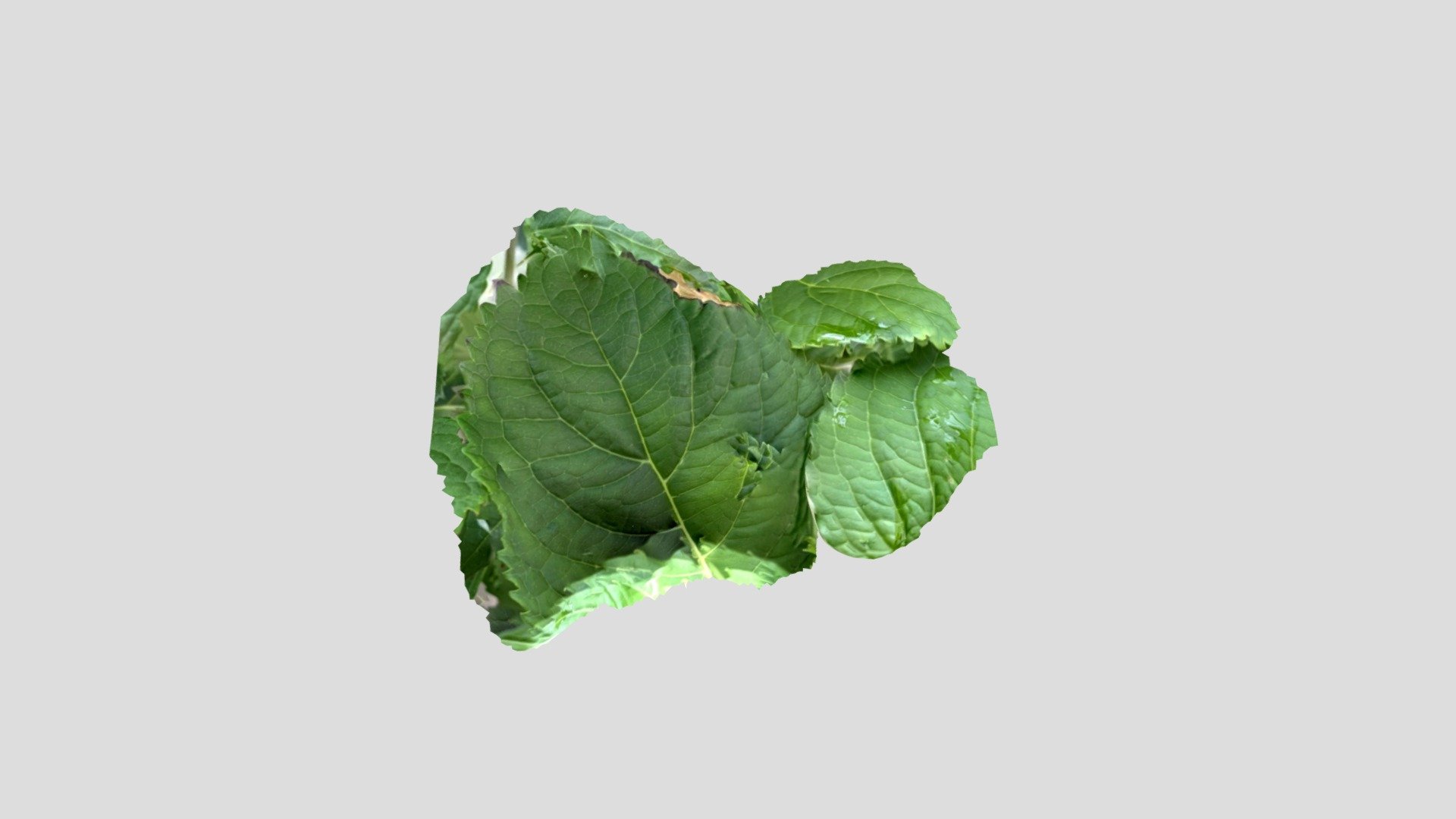 Green Leaf