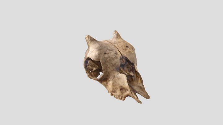 Baby goat skull 3D Model