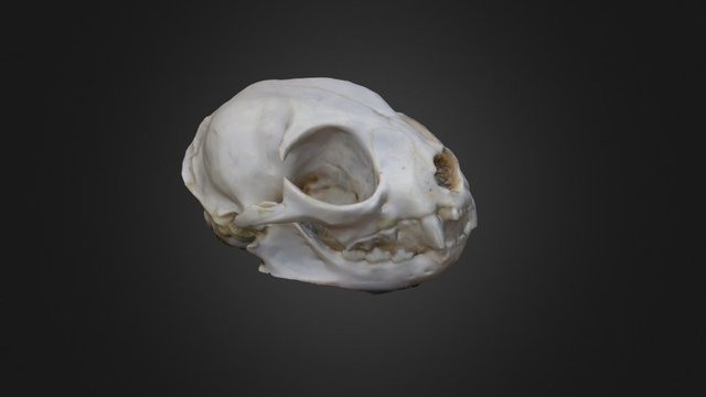 Cat 3D Model