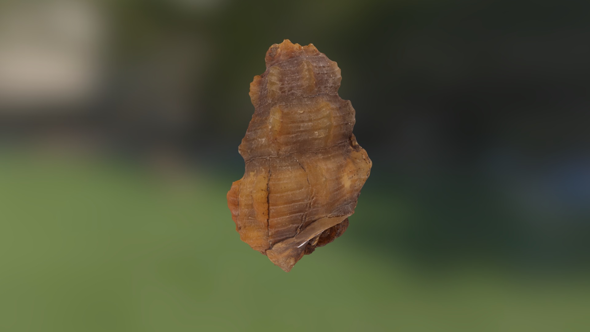 3D model Cerithium (snail) - This is a 3D model of the Cerithium (snail). The 3D model is about a close up of a tree stump.