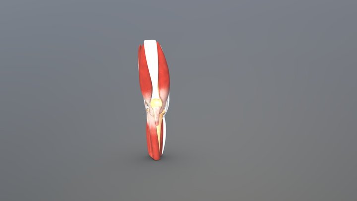 Knee 3D Model