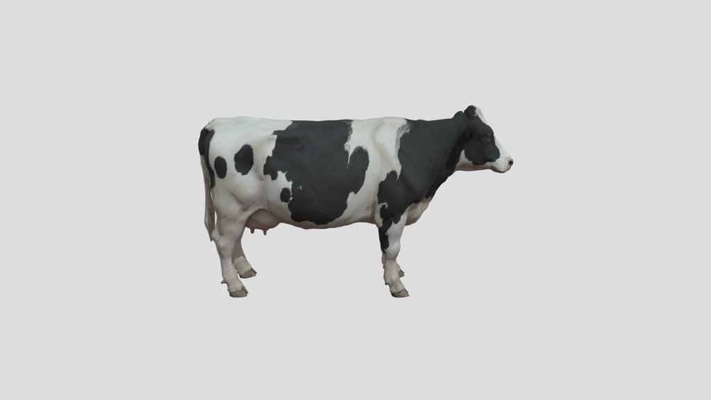Realistic Holstein Cow - Game Ready Asset