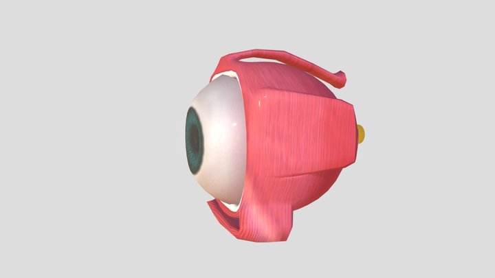 Eye 3D Model