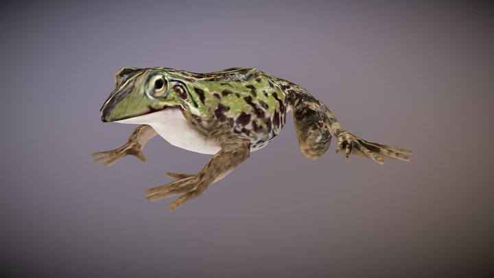 ANIMATED FROG 3D Model