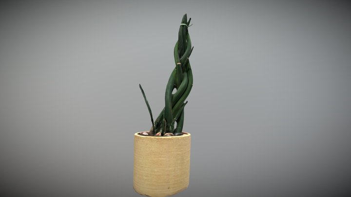 Vine Plant 3D Model