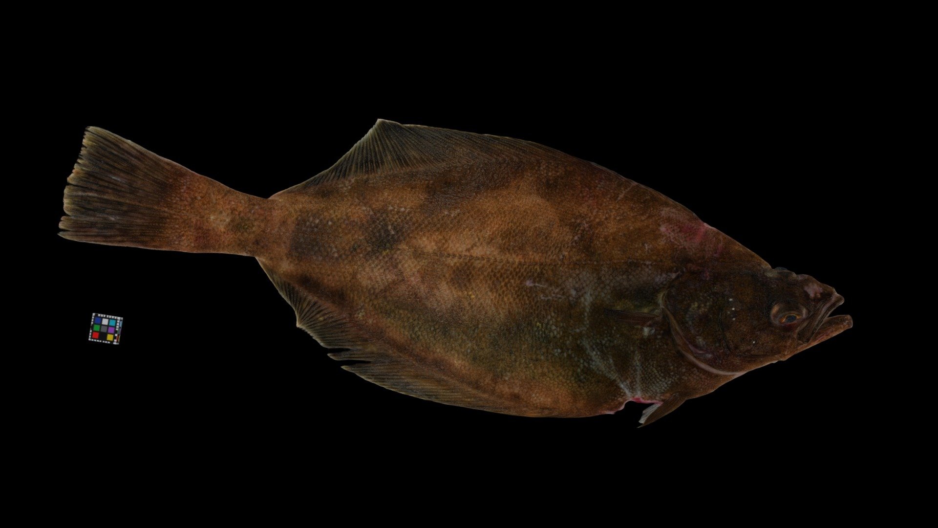 ソウハチガレイ Pointhead Flounder, C. pinetorum