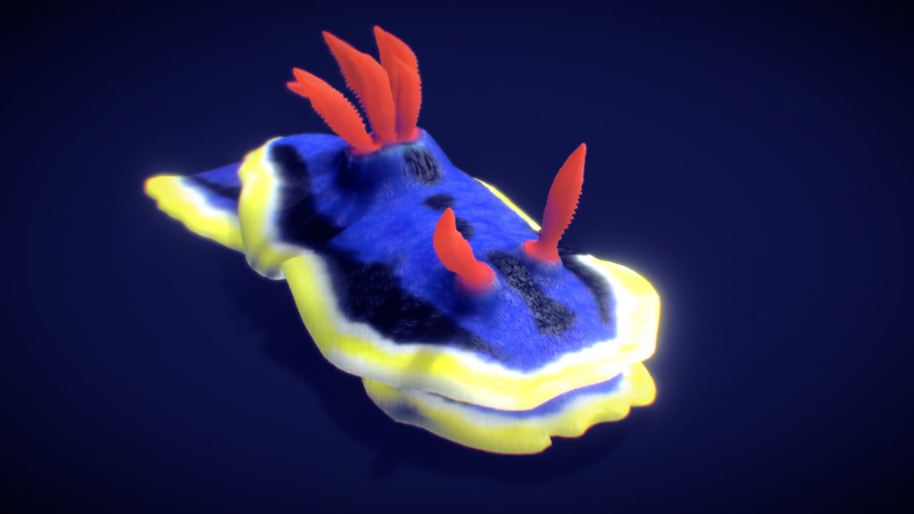 Sea Slug — Chromodoris Annae
