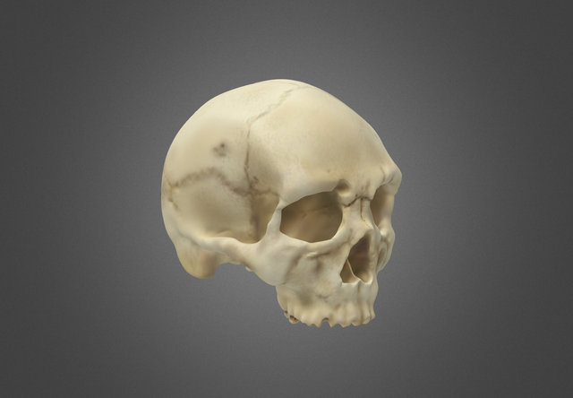 Skull 3D Model