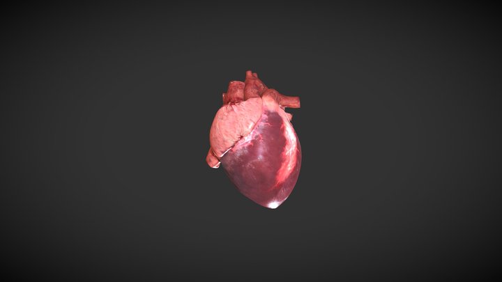 heart 3D Model