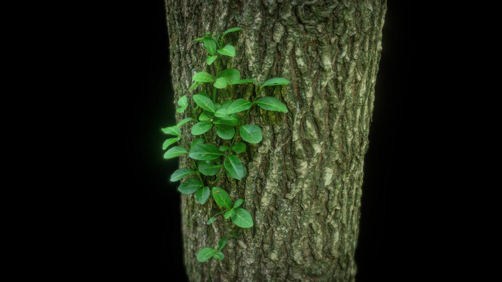 Leafy Vine on Tree - Photogrammetry Scan