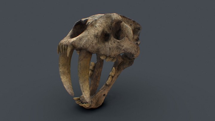 Saber Tooth Tiger Skull 3D Model