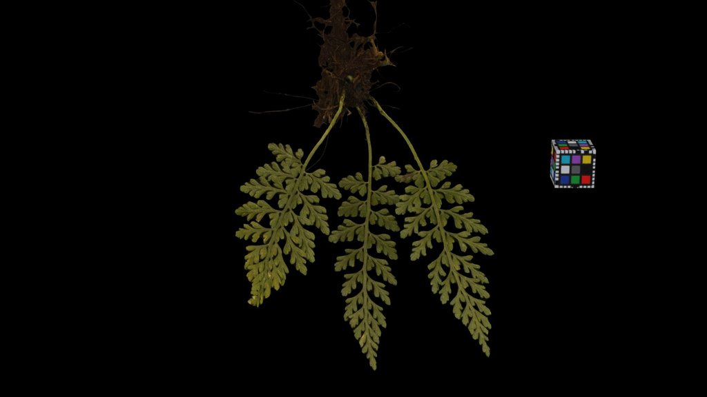 CC0 コバノヒノキシダ Spleenwort, Asplenium sarelii