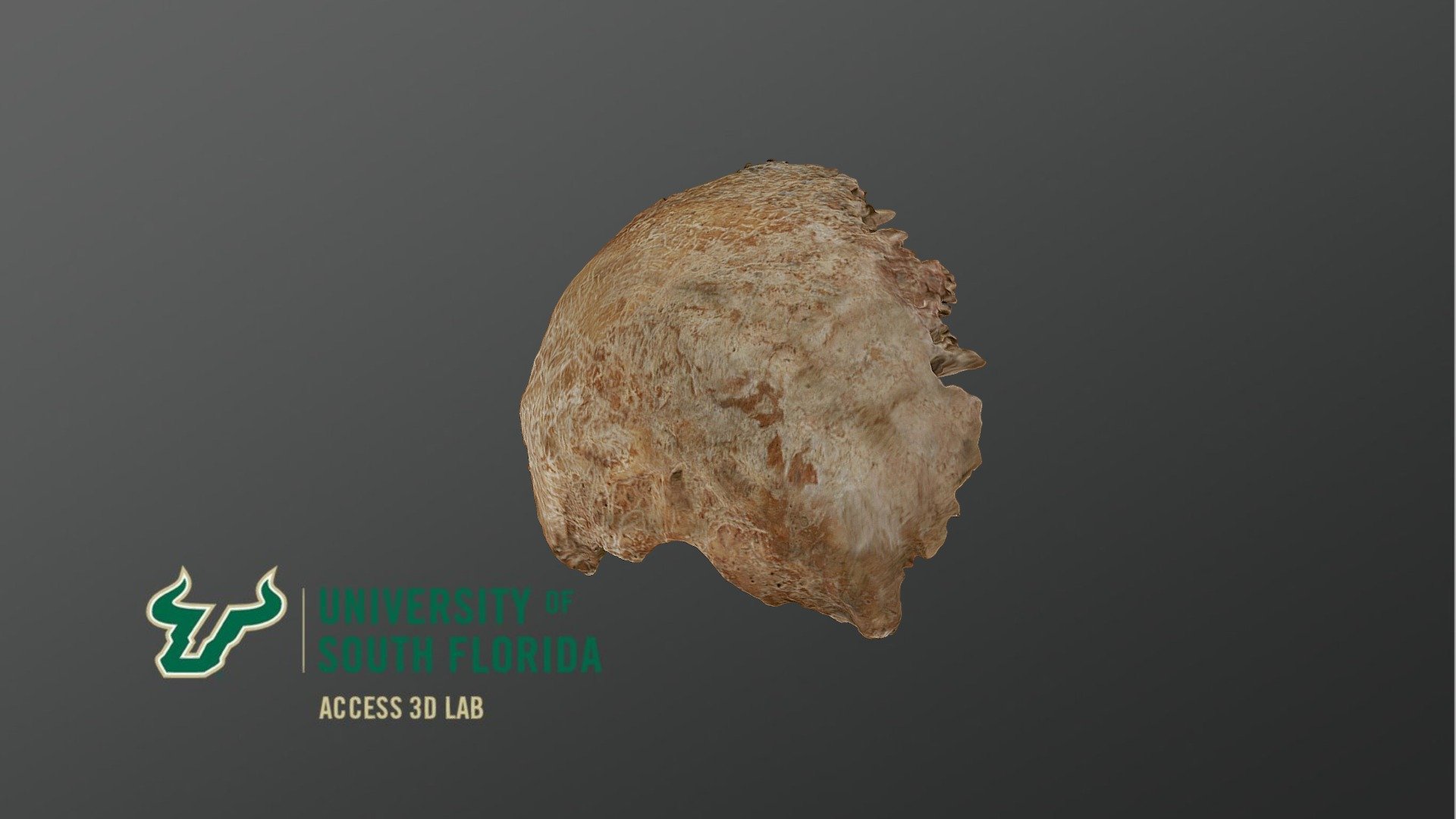 Medieval Era Occipital Bone 3d Model By Access3d 0c0231e Sketchfab 3084