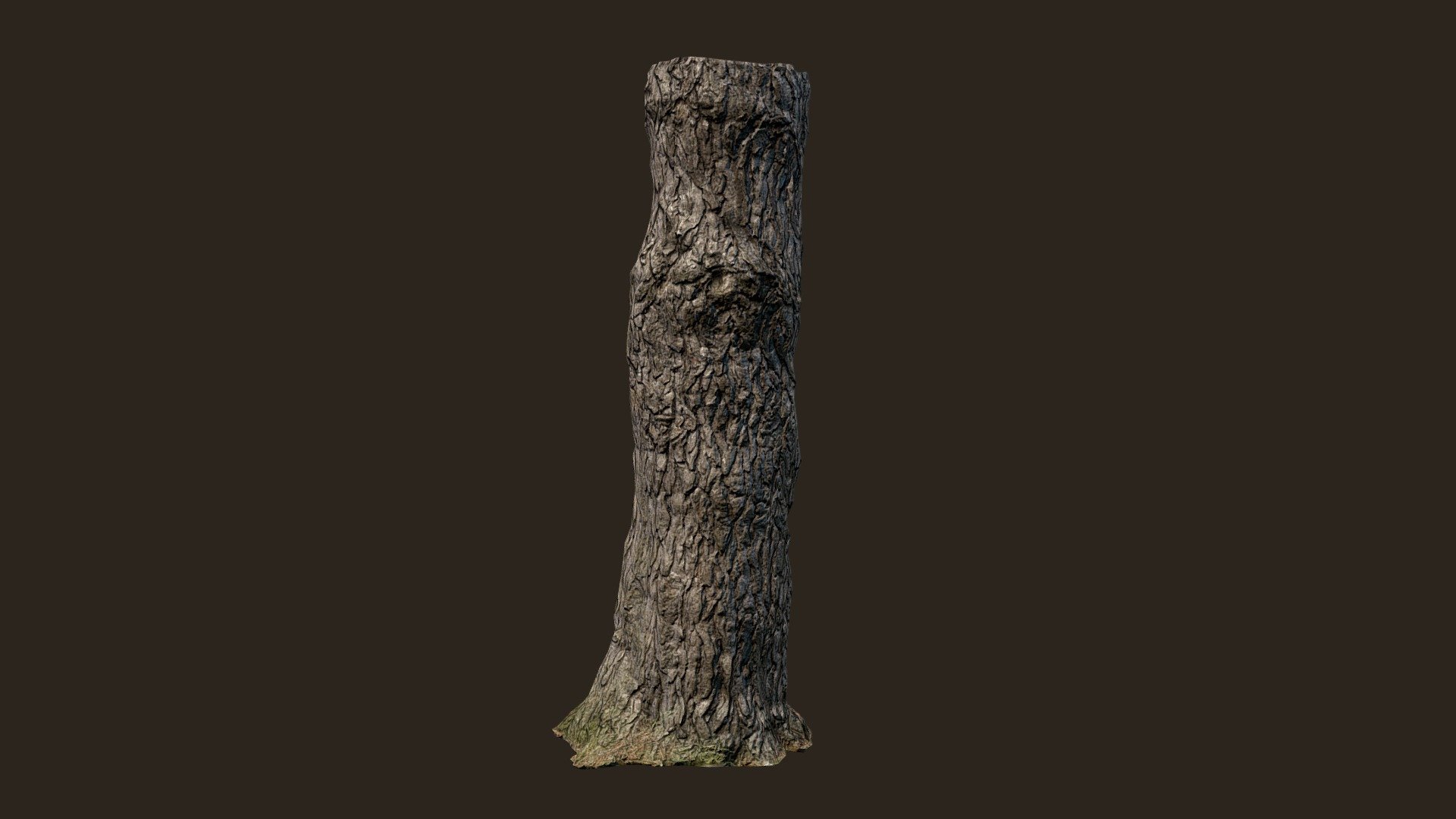 3D scanned Tree trunk 12