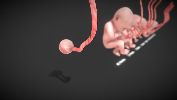 3D Animated Human Fetus 3D Model