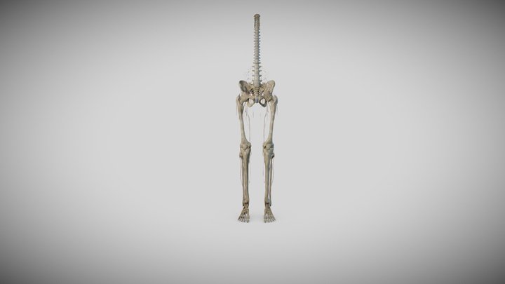 Lower limb skeleton and nerves 3D Model