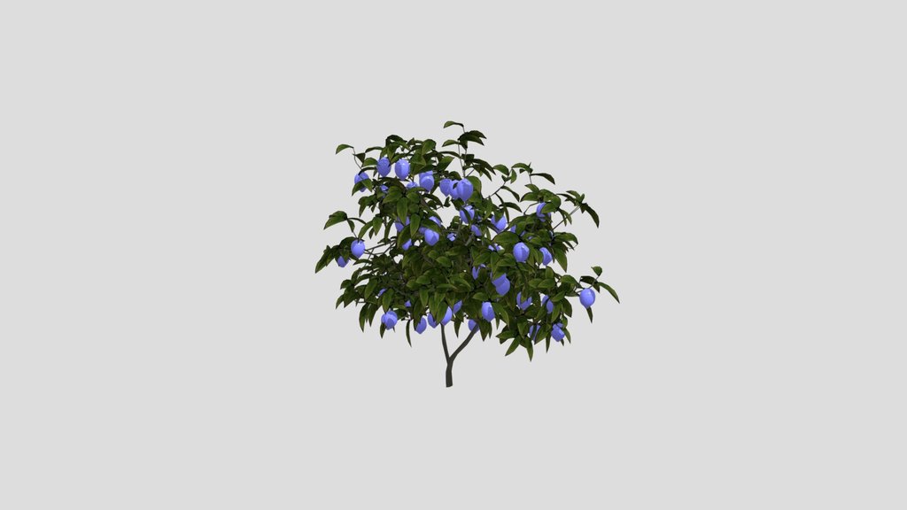 Meyer Lemon Tree