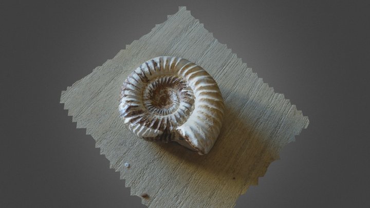 Photogrammetry test and mesh : Ammonoidea 3D Model