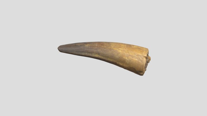 Spinosaurus tooth fossil (L39) 3D Model