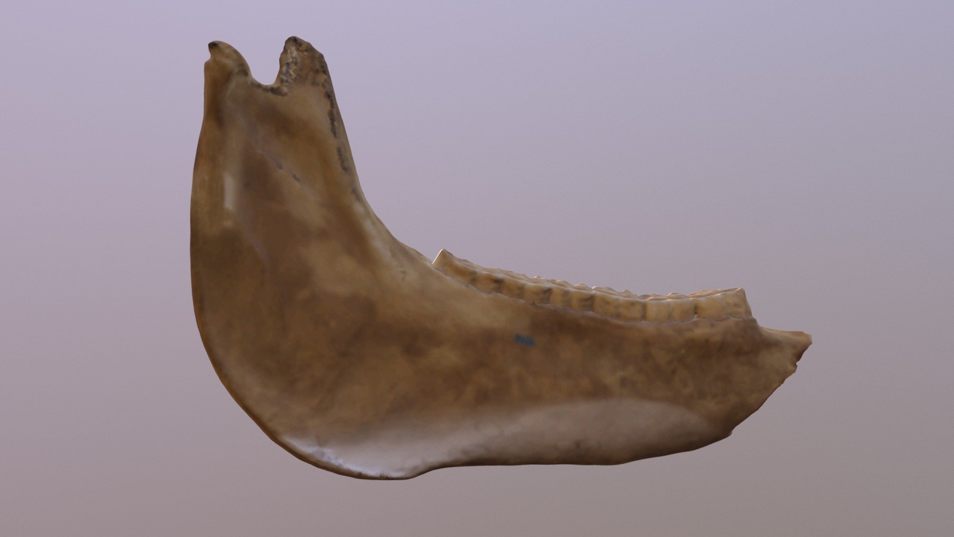 USNM V 8426 Equus Lambei Jaw (VCU_3D_3322)