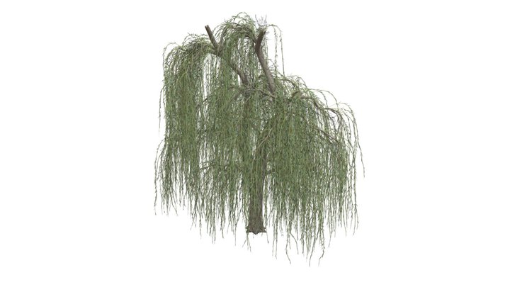 Weeping Willow Tree #05 3D Model