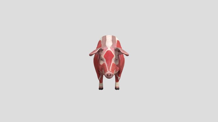 pig_musculature_diagram princial 3D Model
