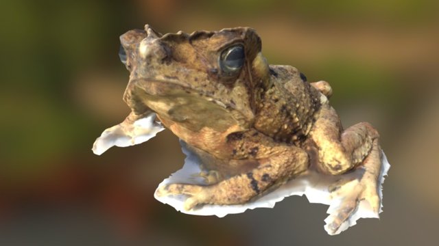 Crested Toad 3D Model